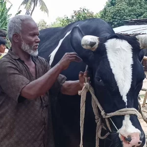 হাট কাঁপাবে ১২০০ কেজির ‘দিনাজপুরের মহারাজা’, দাম হাঁকা হচ্ছে ২০ লাখ