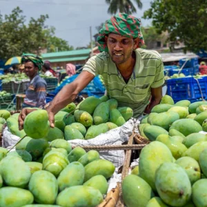 বাজারে গিয়ে ভালো আম চিনবেন যেভাবে