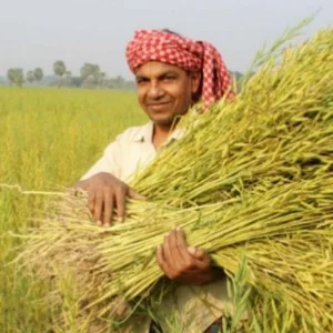 চট্টগ্রামে বোরো ধানের এক-তৃতীয়াংশ কাটা শেষ, বাকি ধান নিয়ে আশঙ্কা