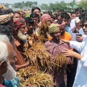 মলিন মুখে পচা ধান মন্ত্রীকে দেখালেন হাওরের কৃষক
