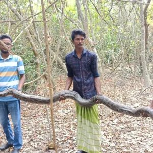 ‘হাঁসের ডাকাডাকি শুনে গিয়ে দেখি বিশাল অজগর’
