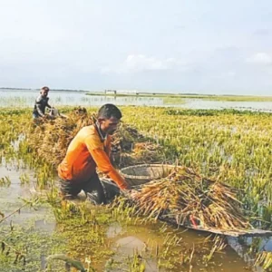 সিলেট অঞ্চলে ৯৮ হাজার ক্ষতিগ্রস্ত কৃষকের তালিকা