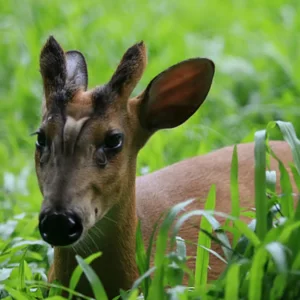 রাঙ্গামাটিতে কুকুরের কামড়ে মায়া হরিণের মৃত্যু 
