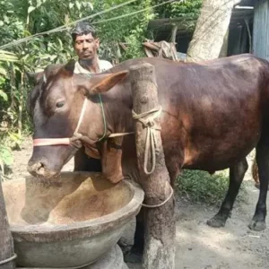 এবার কোরবানির হাট কাঁপাবে ভোলার ‘জমিদার’