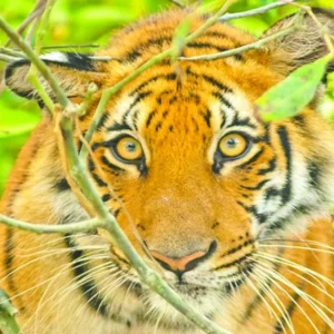 ‘পেছন ফিরে দেখি বাঘ আমার ছেলের ওপর ঝাঁপিয়ে পড়েছে’