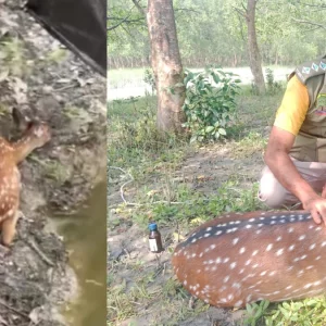 বরগুনায় কুকুরের তাড়া খেয়ে বাড়িতে ঢুকে পড়লো বনের হরিণ