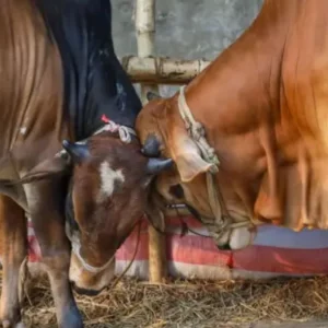 কোন শর্তে কবুল হবে কোরবানি