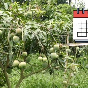 চাঁপাইনবাবগঞ্জে থাকছে না ম্যাংগো ক্যালেন্ডার, বন্ধ ম্যাংগো স্পেশাল ট্রেন