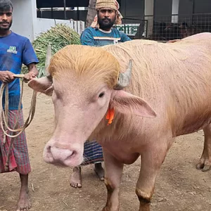 নারায়ণগঞ্জে নজর কাড়ছে ৭০০ কেজির মহিষ ‘ডোনাল্ড ট্রাম্প’
