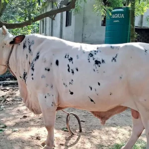 নবাবের প্রতিদিনের খাবার ১৫ কেজি, দাম হাঁকা হচ্ছে ৮ লাখ টাকা