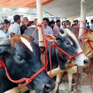কোরবানির পশু নির্বাচনের ৫টি গুরুত্বপূর্ণ শর্ত