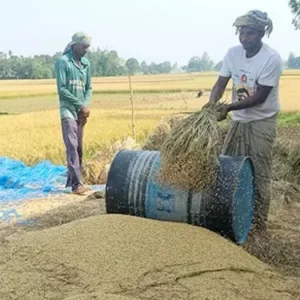 ধানের মণ ৮০০ টাকা, শ্রমিকের মজুরি ১২০০