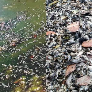 পুকুরে বিষ দিয়ে মাছের পোনা নিধনের অভিযোগ