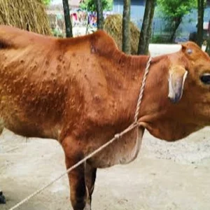 ভয়াবহ আকারে ছড়াচ্ছে গরুর চর্মরোগ লাম্পি স্কিন, কুরবানির বাজারে ধসের শঙ্কা