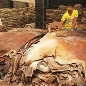 দাম বাড়লো কোরবানির পশুর চামড়ার
