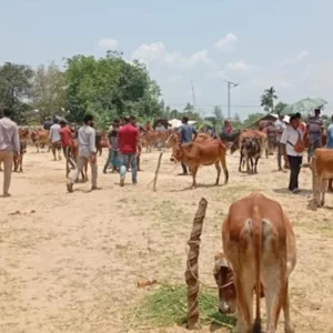 রাঙ্গামাটিতে মলম পার্টির খপ্পরে দুই গরু ব্যবসায়ী