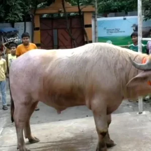 ঢাকায় আসছে ৭০০ কেজির ‘ডোনাল্ড ট্রাম্প’