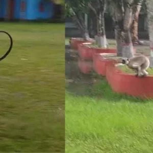 লোকালয়ে লাফিয়ে বেড়াচ্ছে বিশাল এক হনুমান