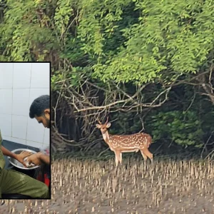 বনরক্ষীদের কুপিয়ে হরিণ শিকারিকে ছাড়িয়ে নিলো দুর্বৃত্তরা