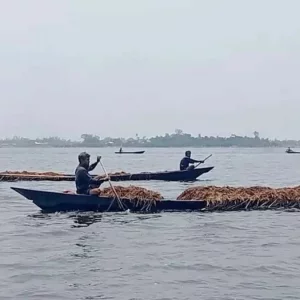 সুনামগঞ্জে হাওরের ধান লুটে নিচ্ছে দুর্বৃত্তরা, আতঙ্কে ক্ষতিগ্রস্ত কৃষক