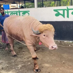 ৫৫০ টাকা কেজি দরে বিক্রি হয়ে গেলো ‘ডোনাল্ড ট্রাম্প’, খায় রাজকীয় খাবার