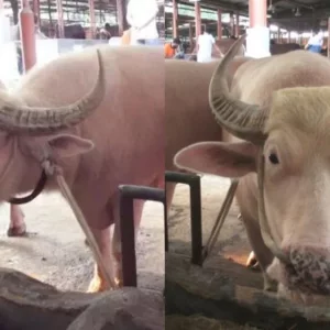 অন্যান্য মহিষের সঙ্গে লড়াই করতে থাকে ‘নেতানিয়াহু’, রাজকীয় চুলের স্টাইলে ‘ট্রাম্প’