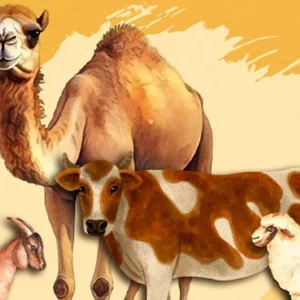 কোরবানির পশুর যেসব অংশ খাওয়া নিষেধ