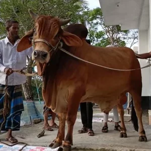 এক টনের ‘লাল বাদশাকে’ কিনলেই ফ্রি ৩০ কেজির ‘সোহেলি’