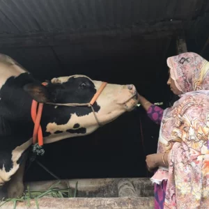 রোজ হাঁসের ডিম খায় জামালপুরের ‘জমিদার’, ওজন ১৩০০ কেজি