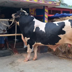 দড়ি খুললেই ঝড় তোলে ১৪ ফুটের ‘বাহুবলী’, টেনে রাখে কয়েকজন