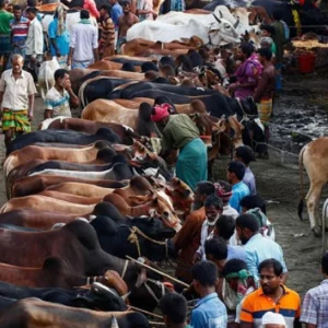 কোন পশু কত ভাগে কোরবানি দেওয়া যাবে?