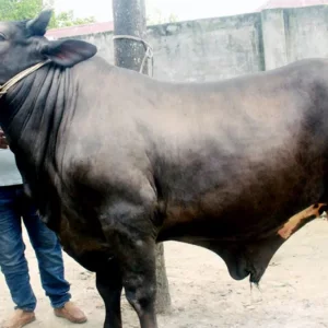 এবার হাট কাঁপাবে ‘দিনাজপুরের সম্রাট’, দাম হাঁকা হচ্ছে ১২ লাখ টাকা