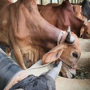 চাহিদার চেয়ে বেশি গরু জামালপুরে, অনলাইনেও চলছে বেচাকেনা