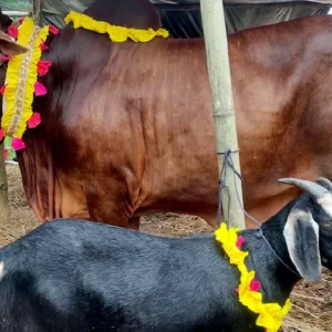 কোরবানির গরুর সঙ্গে ছাগল ফ্রি দিলে নেওয়া যাবে? ইসলাম কী বলে