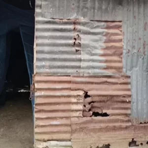 ‘কোরবানিত বেচার লাহানে গরুডি পাললাম, চুরে সব নিয়া গেল’