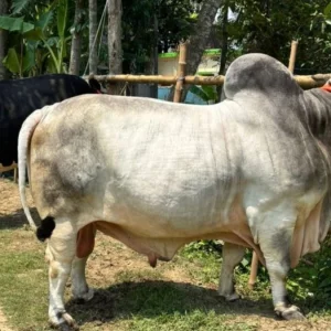 কুরবানির হাটে বিশালাকৃতির ‘বিসিএস ক্যাডার’