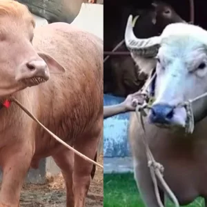 ৬ লাখে বিক্রি হলো ‘নেতানিয়াহু’, ‘ডোনাল্ড ট্রাম্প’ কেজি প্রতি ৫৫০ টাকা দরে 