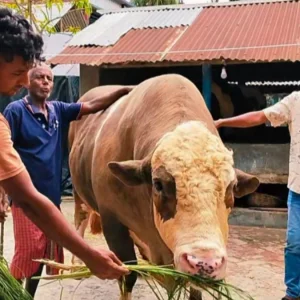 ভঙ্গিতে পারদর্শী ‘নেইমার’, হেলেদুলে থালা-বাটিতে দেয় লাথি
