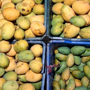 কেমিক্যাল দিয়ে পাকানো আম চিনবেন যেভাবে