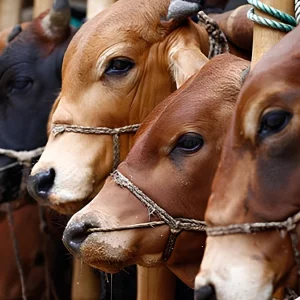 মৃত ব্যক্তির পক্ষ থেকে কী কোরবানি করা যাবে? 