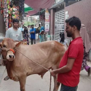 যৌথ পরিবারে এক পশুতেই কি সবার কোরবানি আদায় হয়?