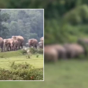 মায়ের মরদেহের পাশে শাবকের চিৎকার, দলবেঁধে লোকালয়ে এলো হাতির পাল
