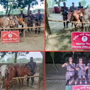 চাঁপাইনবাবগঞ্জ সীমান্তে পৃথক অভিযানে মদ ও ১৪ ভারতীয় গরু জব্দ