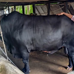 খালেদা জিয়াকে উপহার দিয়ে ফেরত পাওয়া সেই ‘কালো মানিক’ এবার কুরবানির হাটে