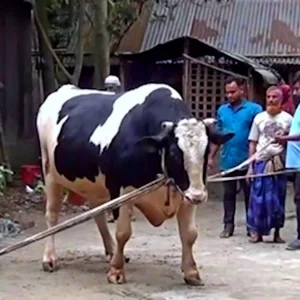 বিশাল দেহ আর রাজকীয় যত্নে নজর কেড়েছে ‘জামাল মিয়া’
