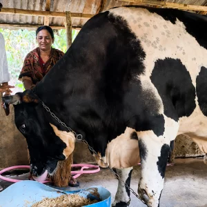 ৪০ মণের ‘রাজা মানিক’, বিক্রি হলেই ভাঙতে হবে ঘরের দেয়াল
