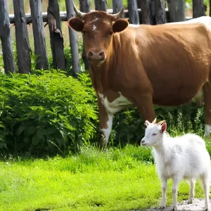 কোন পশুর বয়স কত হলে কোরবানি করা যাবে
