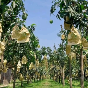 কাপ্তাইয়ের পাহাড়ে ব্যাগিং পদ্ধতিতে আম চাষ