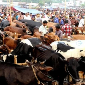 কার সঙ্গে ভাগে কোরবানি দেওয়া যাবে না?
