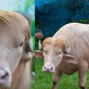 নারায়ণগঞ্জের ‘ডোনাল্ড ট্রাম্প’ এখন বিশ্ব মিডিয়ায়